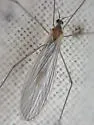 Neocladura americana - photo 3