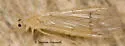 Neocladura delicatula - photo 2