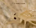 Neocladura delicatula - photo 3