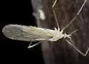 Neocladura delicatula - photo 4