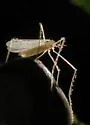 Neocladura delicatula - photo 5