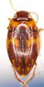 Neoclypeodytes cinctellus