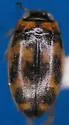 Neoclypeodytes cinctellus - photo 2
