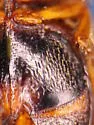 Neoclypeodytes cinctellus - photo 3