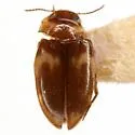 Neoclypeodytes cinctellus - photo 4