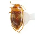 Neoclypeodytes discretus