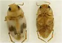 Neoclypeodytes discretus - photo 2
