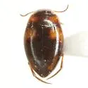 Neoclypeodytes fryii