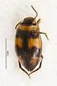 Neoclypeodytes leachi
