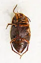 Neoclypeodytes leachi - photo 2