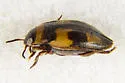 Neoclypeodytes leachi - photo 3