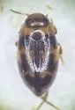 Neoclypeodytes ornatellus