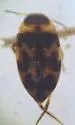 Neoclypeodytes ornatellus - photo 2