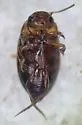 Neoclypeodytes ornatellus - photo 3