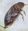 Neoclypeodytes ornatellus - photo 4