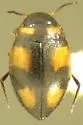 Neoclypeodytes pictodes