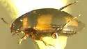 Neoclypeodytes pictodes - photo 2