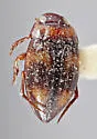 Neoclypeodytes plicipennis