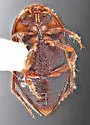 Neoclypeodytes plicipennis - photo 2