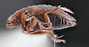 Neoclypeodytes plicipennis - photo 3