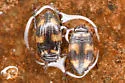 Neoclypeodytes plicipennis - photo 4