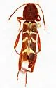 Neoclytus approximatus