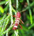 Neoclytus approximatus - photo 2