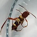 Neoclytus approximatus - photo 3