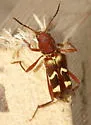 Neoclytus approximatus - photo 4