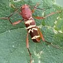 Neoclytus approximatus - photo 5