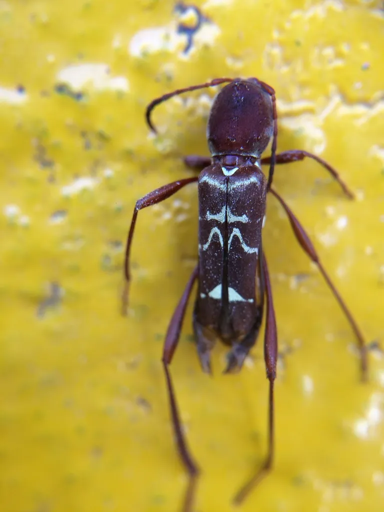 Neoclytus augusti - photo 2