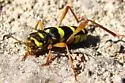 Neoclytus balteatus