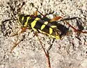 Neoclytus balteatus - photo 2