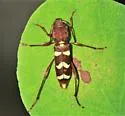 Neoclytus balteatus - photo 3