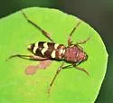 Neoclytus balteatus - photo 4