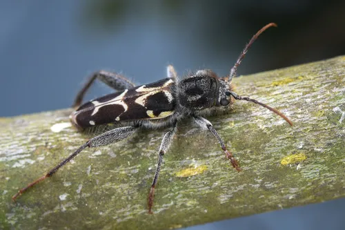 Neoclytus conjunctus