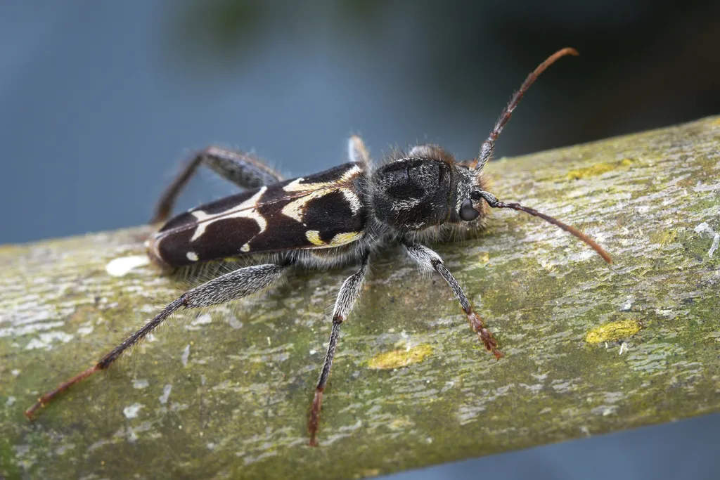 Neoclytus conjunctus - photo 2