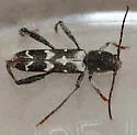 Neoclytus horridus