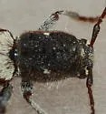 Neoclytus horridus - photo 2