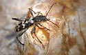 Neoclytus horridus - photo 3
