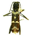 Neoclytus horridus - photo 4