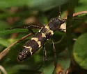 Neoclytus horridus - photo 5