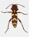 Neoclytus interruptus