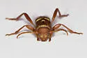Neoclytus interruptus - photo 3