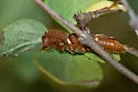 Neoclytus interruptus - photo 5