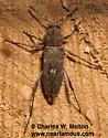 Neoclytus irroratus