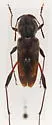 Neoclytus irroratus - photo 2