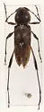 Neoclytus irroratus - photo 3