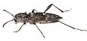 Neoclytus irroratus - photo 4