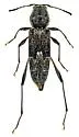 Neoclytus irroratus - photo 5